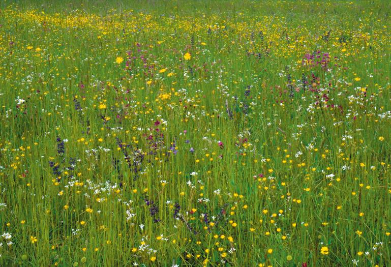 Man sieht eine blumenbunte Wiese mit Wiesensalbei, Hahnenfuß und Kuckuckslichtnelke in all den wunderschönen Farben.